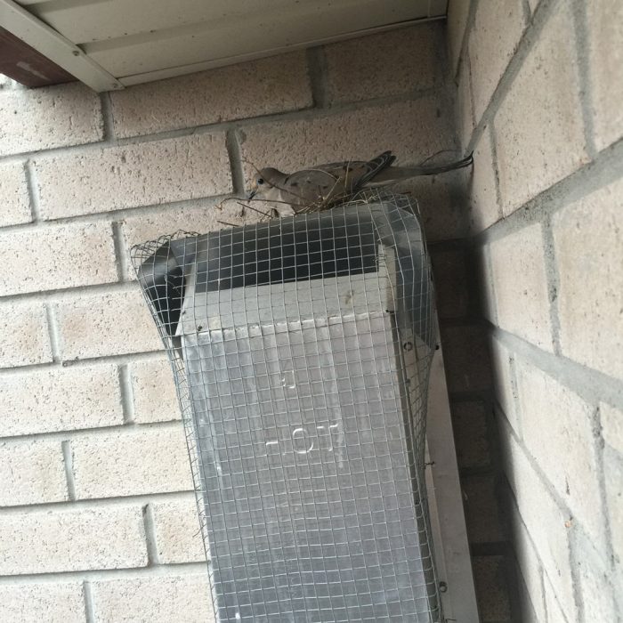 hombre lucha contra aves por años