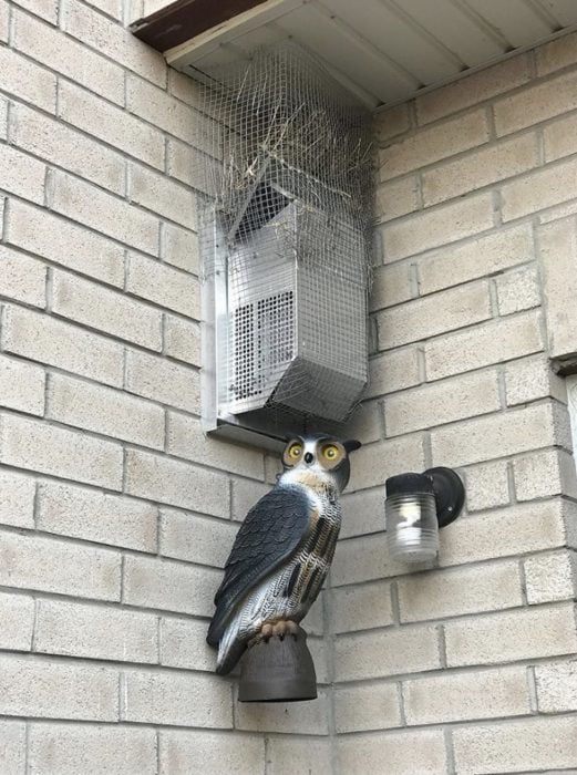 hombre lucha contra aves por años