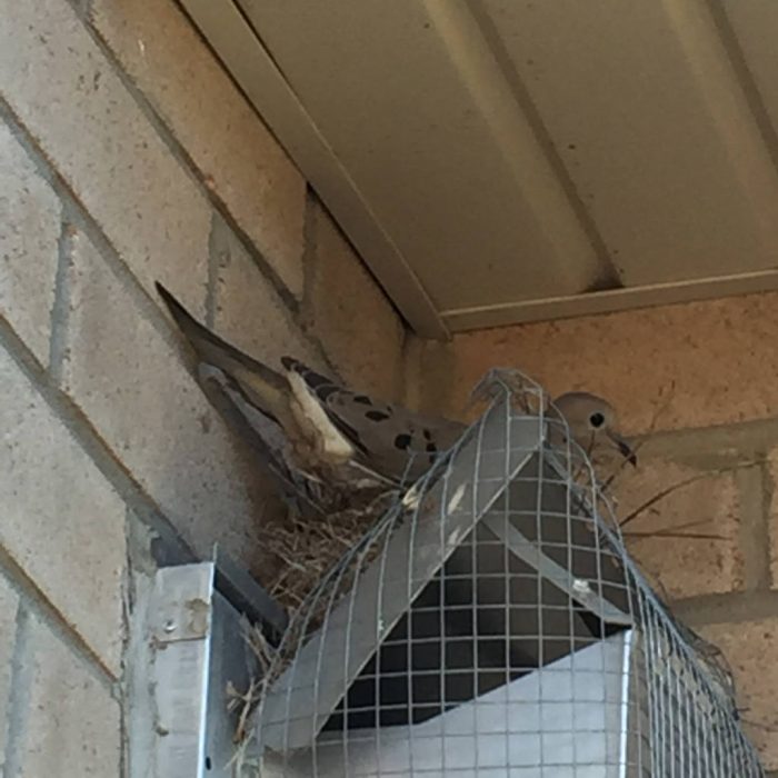 hombre lucha contra aves por años