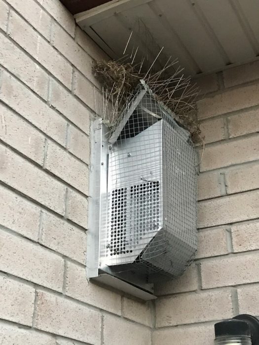 hombre lucha contra aves por años