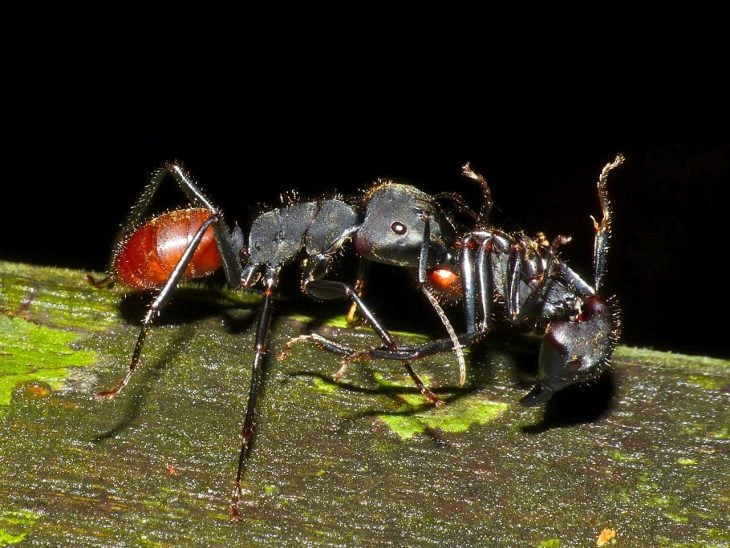 hormigas realizan funeral