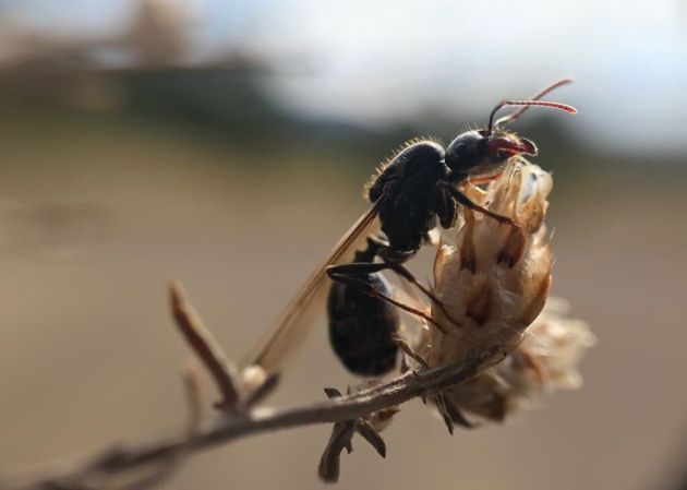 hormigas realizan funeral 