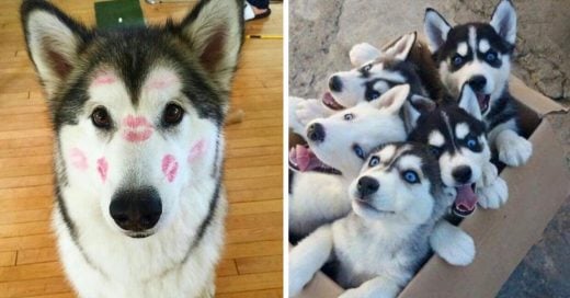 Cover Razones por las cuáles tener un husky es lo mejor que te puede pasar