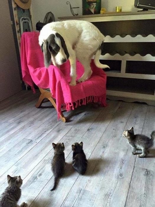 gatitos contra un perro 