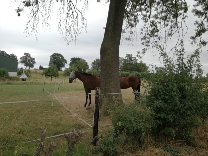 perspectiva caballo largo 