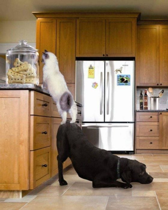 perro y gato robando galletas 