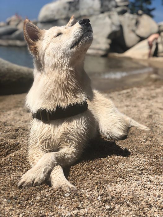 perrito posando 