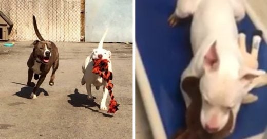 Cover Una perrita sorda llora porque su mejor amigo sí pudo encontrar un hogar