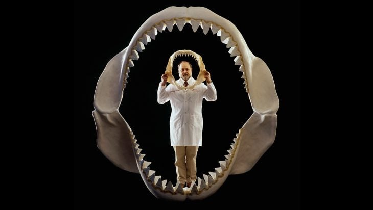 Mandíbula de megalodón vs. tiburón blanco