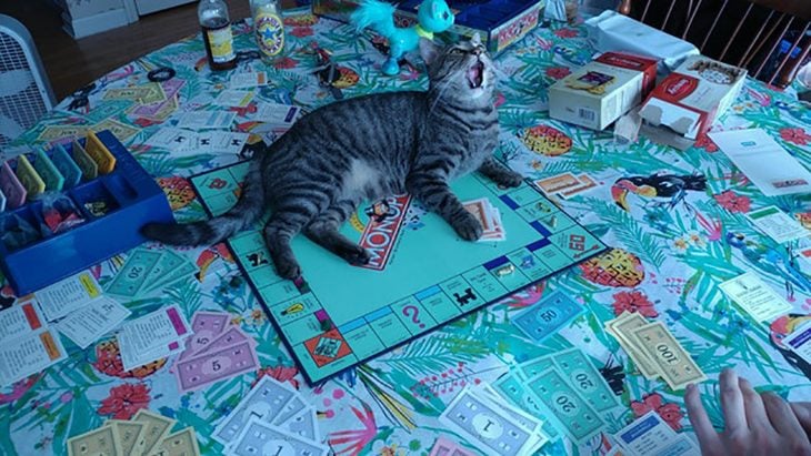 gatito monopoly 