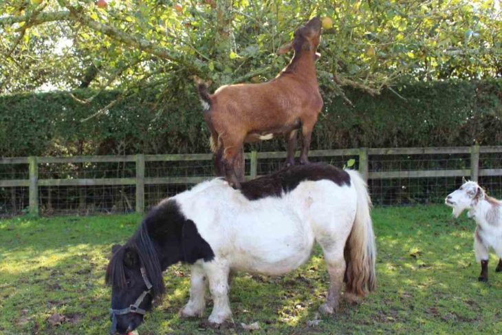 caballo sobre otro caballo 