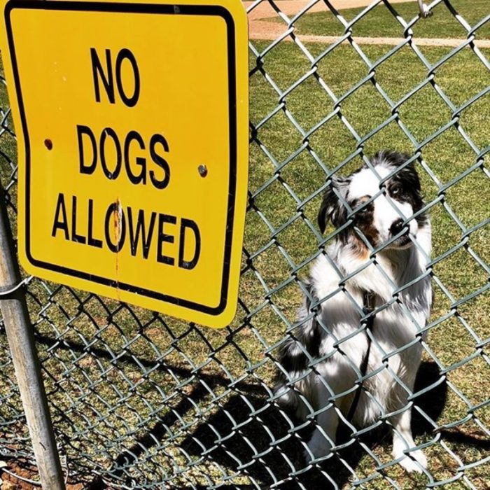 no se permiten perros 