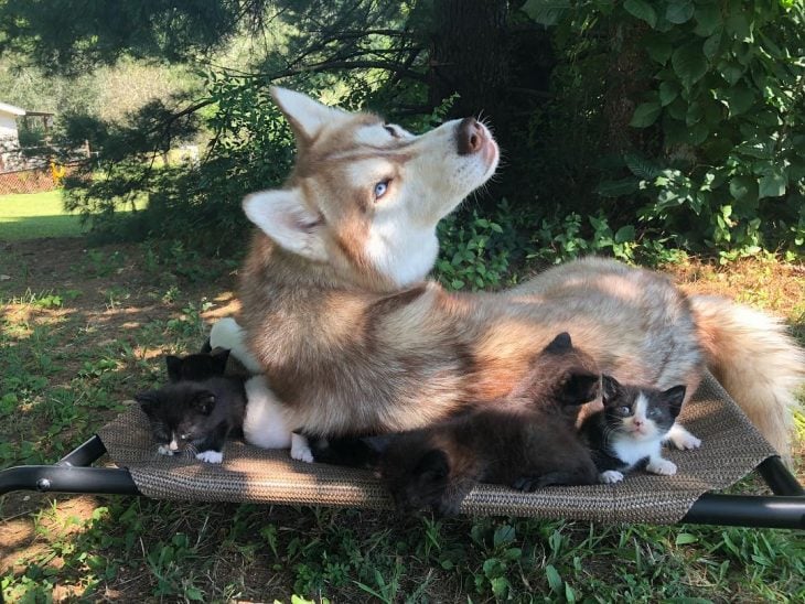 perrita husky adopta gatitos