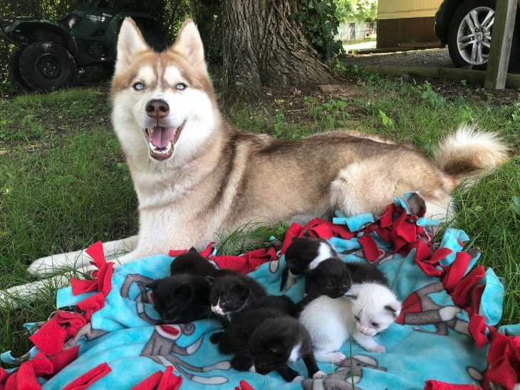 perrita husky adopta gatitos