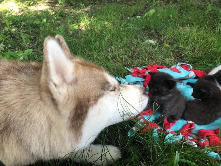perrita husky adopta gatitos