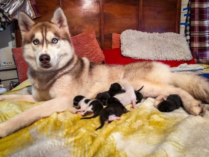 perrita husky adopta gatitos