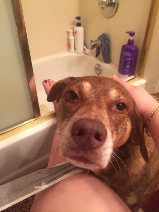perrito sigue a su dueña al baño 
