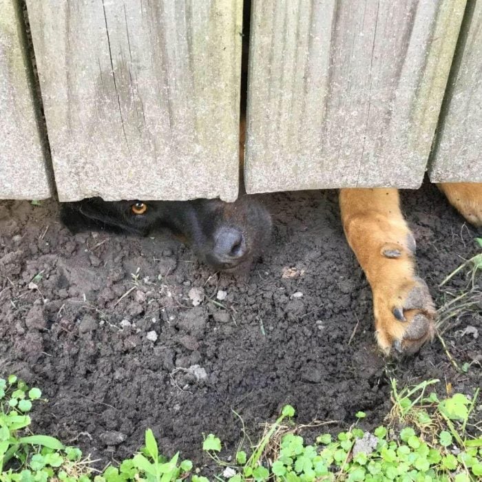 perrito espía a sus vecinos