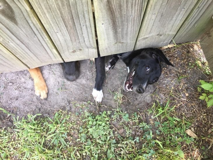 perrito espía a sus vecinos