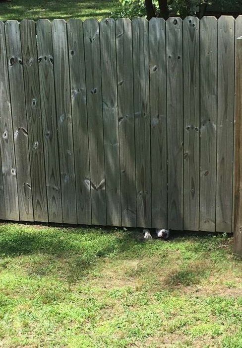 perrito espía a sus vecinos