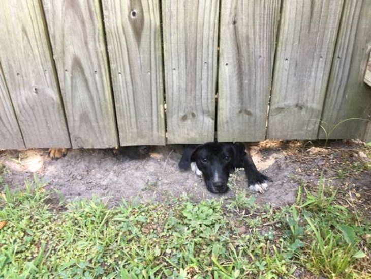 perrito espía a sus vecinos