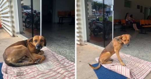 Cover Perro fiel lleva cuatro meses esperando a su dueño en el hospital sin saber que ya falleció