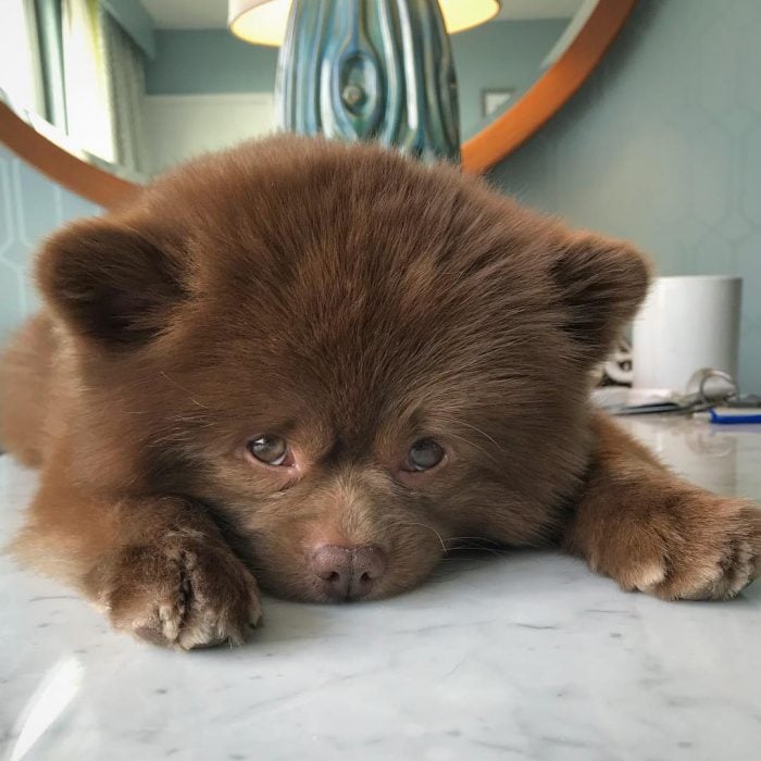 perrito pomeriano abandonado