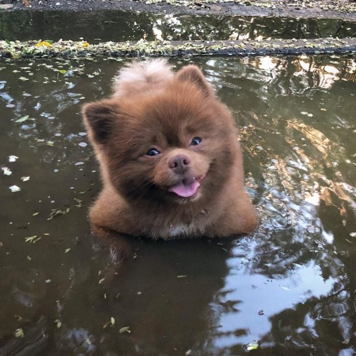 perrito pomeriano abandonado