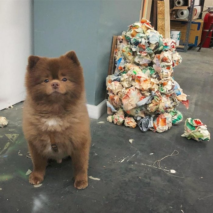 perrito pomeriano abandonado