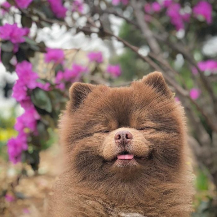 perrito pomeriano abandonado