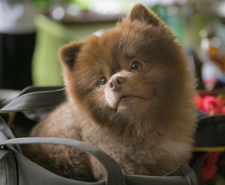 perrito pomeriano abandonado