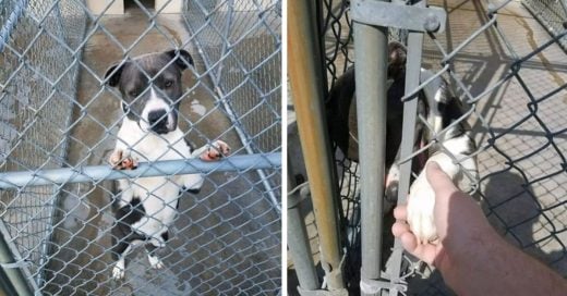 Cover Perrito de un refugio sabía que iba a ser sacrificado