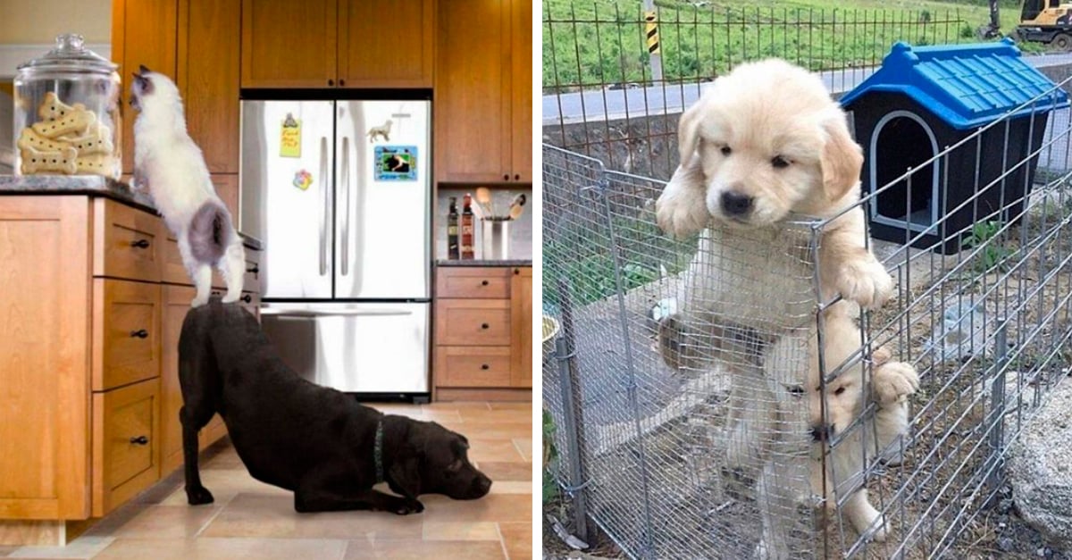 13 Fotos de animales que son maestros en trabajar en equipo