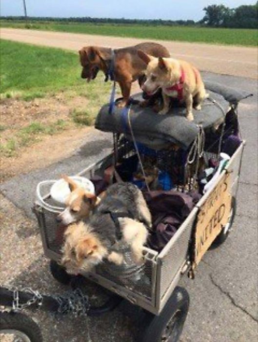 perritos en carrito especial 