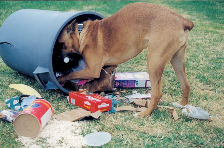 perritos haciendo travesuras