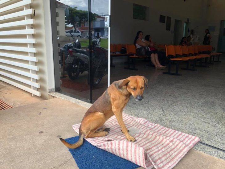 perrito levantándose 