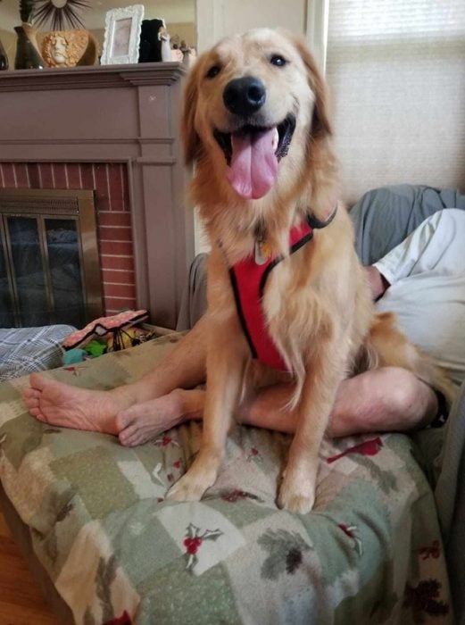 perrito con piernas de hombre 