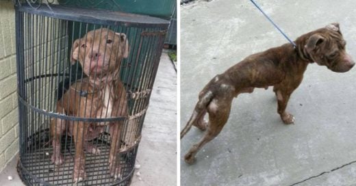 Cover Perrita pitbull fue cruelmente abandonada