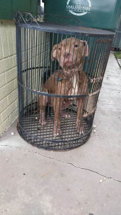 pitbull abandonada en una jaula