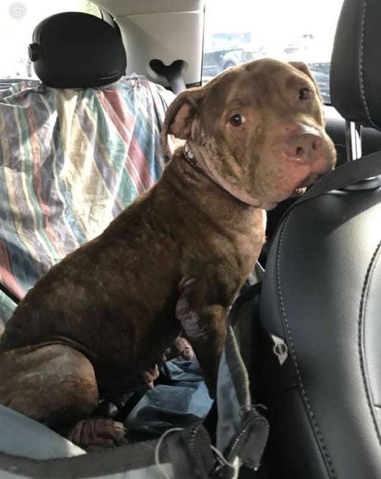 pitbull abandonada en una jaula