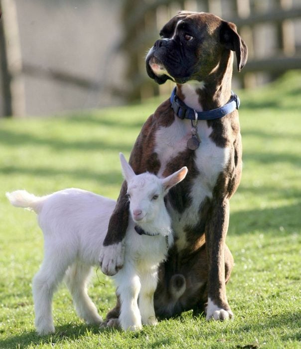 perrito y cabra abrazados 