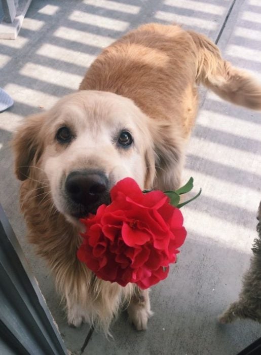 perrito con una flor en su hocico 