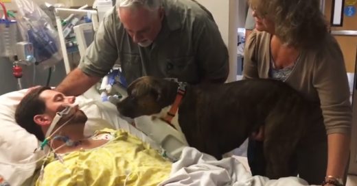 Cover Perrita da el último adiós a su papá humano antes de morir