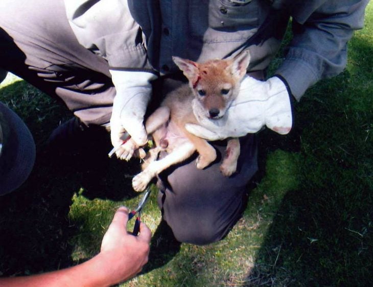 salvan a bebÃ© coyote de las espinas