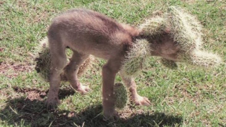 salvan a bebÃ© coyote de las espinas