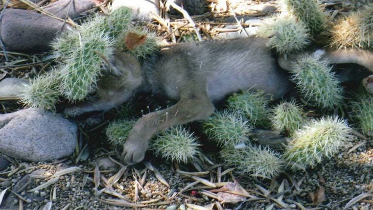 salvan a bebÃ© coyote de las espinas