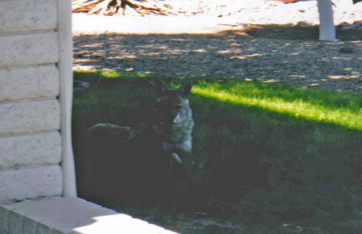 salvan a bebÃ© coyote de las espinas