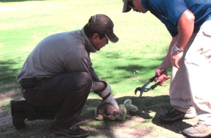 salvan a bebÃ© coyote de las espinas