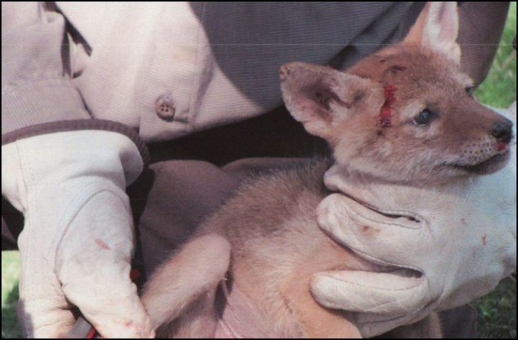 salvan a bebé coyote de las espinas