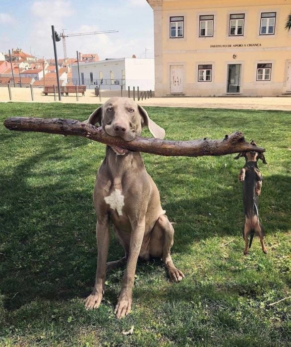 perro grand ey chiquito agarrando un palo 